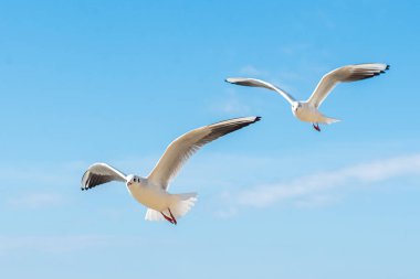 Açık mavi bir gökyüzünde bir martı süzülür. Mavi arka planda bir martı. Rusya 'nın Karadeniz kıyısındaki bir martı manzarası