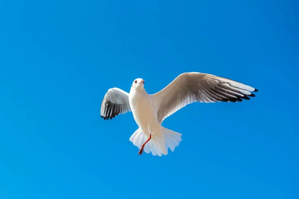 Uma Gaivota Voa Por Cima Dia Céu Azul Claro Gaivota — Fotografia de Stock