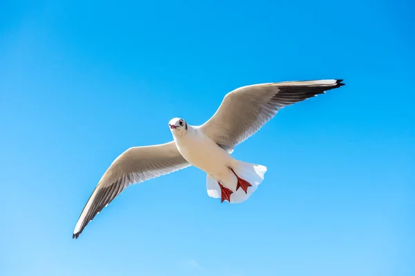 Una Gaviota Eleva Por Encima Cabeza Claro Día Cielo Azul — Foto de Stock