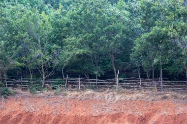 İlkbaharda ormanda yeşil ağaçlar