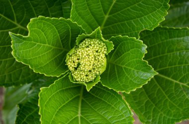 Yeşil yapraklara ve bitkilere yakın doğada