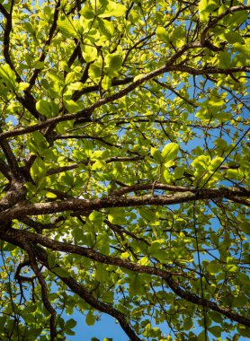 Yapraklı bitkileri kapatın.
