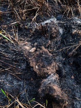 Yakın zamanda yanmış orman yangınında otlar büyüyor.