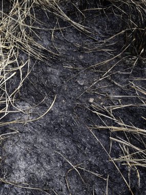 Yakın zamanda yanmış orman yangınında otlar büyüyor.