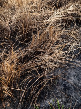 Yakın zamanda yanmış orman yangınında otlar büyüyor.