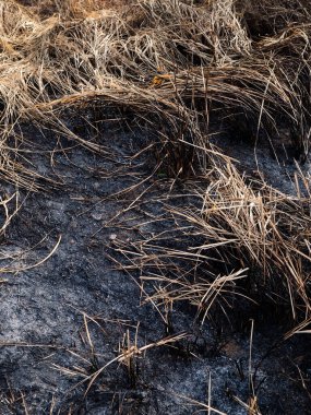 Yakın zamanda yanmış orman yangınında otlar büyüyor.