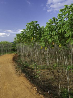 Yeşil yapraklara ve bitkilere yakın doğada