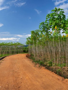 Yeşil yapraklara ve bitkilere yakın doğada