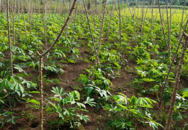 Yeşil yapraklara ve bitkilere yakın doğada
