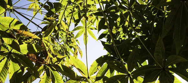 緑の葉で植物の閉鎖 — ストック写真