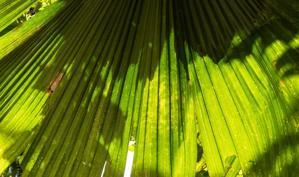 Крупним Планом Зелений Лист Рослини Були Природі — стокове фото