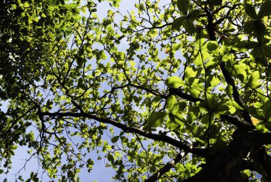 Yeşil yapraklara ve bitkilere yakın doğada