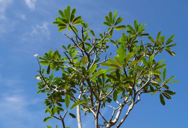 Yeşil yapraklara ve bitkilere yakın doğada