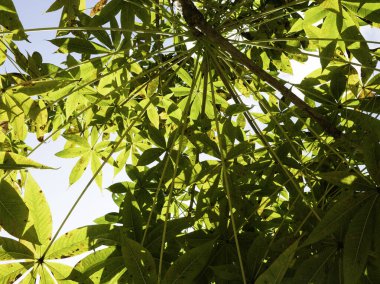 Yeşil yapraklara ve bitkilere yakın doğada