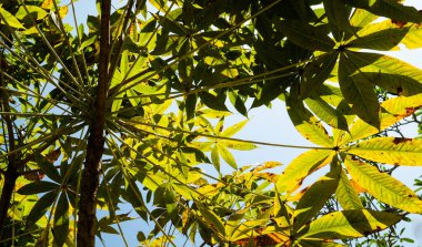 Yeşil yapraklara ve bitkilere yakın doğada