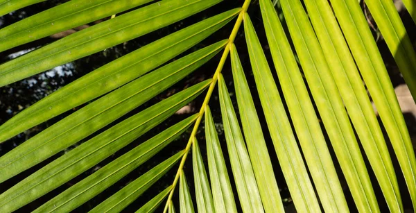 緑の葉で植物の閉鎖 — ストック写真