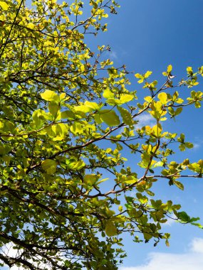 Yeşil yapraklara ve bitkilere yakın doğada