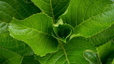 Yeşil yapraklara ve bitkilere yakın doğada