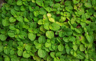 Yeşil yapraklara ve bitkilere yakın doğada