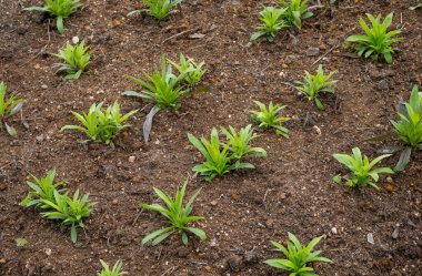 Yeşil yapraklara ve bitkilere yakın doğada