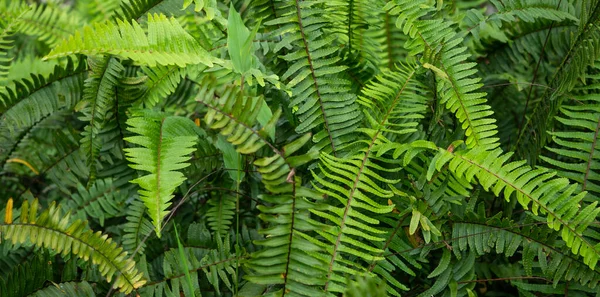 Nahaufnahme Von Grünen Blättern Und Pflanzen Der Natur — Stockfoto