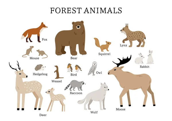 Affiche Dessinée Main Avec Des Animaux Forêt Ours Cerfs Orignaux — Image vectorielle