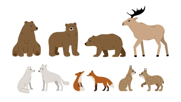 Kolekcja Ręcznie Rysowanych Zwierząt Leśnych Niedźwiedzia Łosia Wilka Lisa Rysia — Wektor stockowy