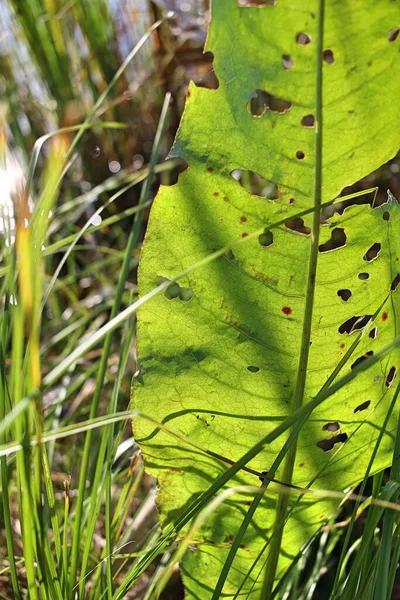 Green Holey Burdock Leaves Sunlight Blades Grass — Stock Photo, Image