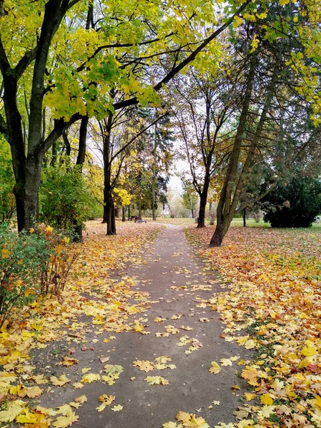 Аллея Осеннем Парке Желтые Листья Лежат Земле Желтые Зеленые Листья — стоковое фото