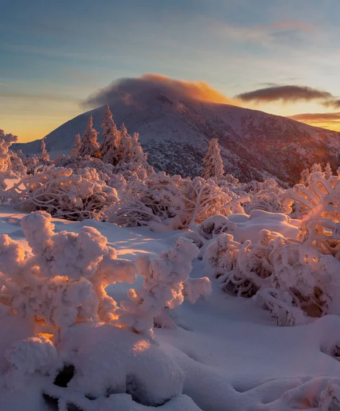Zonsopgang Het Reuzengebergte Met Sneeuw Bedekte Struiken Bomen Het Zonlicht — Stockfoto