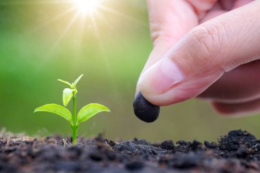 Toprak tarımına tohum eken bir adamın eli. Doğada yetişen bitkiler. Güneş ışığı arka planı.