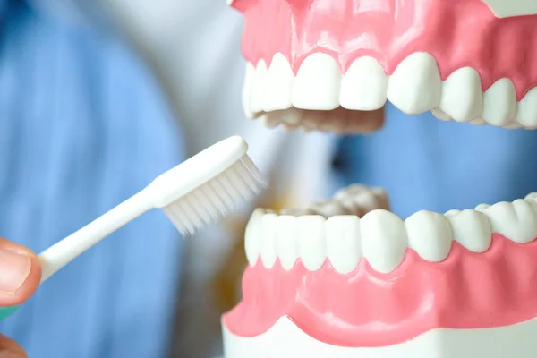 hands of a dentist, he is demonstrating how to brush your teeth properly. To clean the teeth and oral cavity.