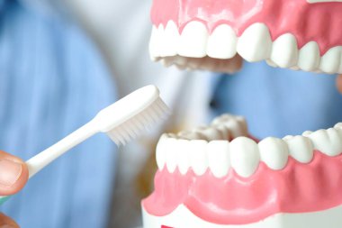 Bir dişçinin elleri, dişlerini nasıl düzgün fırçalayacağını gösteriyor. Dişleri ve ağız boşluğunu temizlemek için..