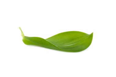 Beyaz arka planda doğal yeşil yapraklar büyük yeşil yapraklar