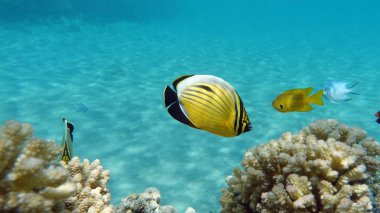 Kızıl Deniz resifinde güzel balıklar.