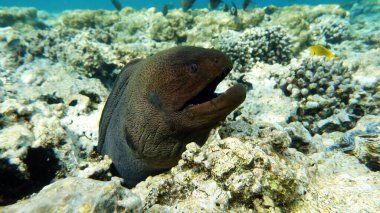 Moray yılanbalığı, balık türü - kemik balığı Osteichthyes, Moray yılan balığı (Muraenidae), dev moray balığı.