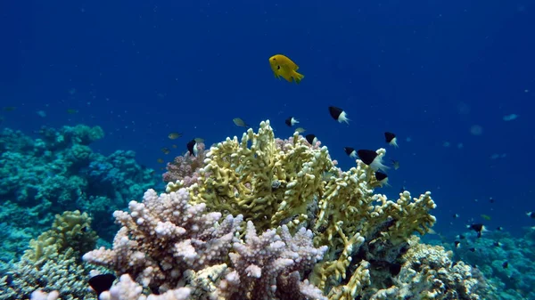 Piękna Ryba Rafie Morza Czerwonego — Zdjęcie stockowe