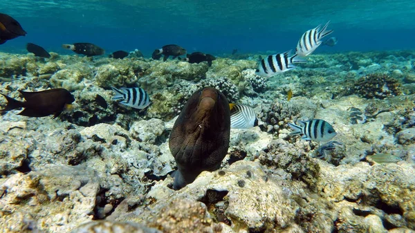 Moray Eels Pisces Osteichthyes Moray Eels Muraenidae Giant Moray Eels — 스톡 사진