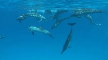 Yunuslar. Dönen yunus. Stenella longirostris, dünyanın dört bir yanındaki tropikal kıyı sularında yaşayan küçük bir yunus türü.. 