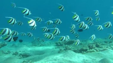 Kelebek balığı. Kabouba okulu - Scholing sancak balığı - Heniochus diphreutes (Chaetodontidae familyası) - 18 cm 'ye kadar büyür.. 