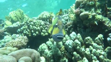 Colorful tropical fish on a coral reef, amazingly beautiful fairy world. In the coral gardens of the Red Sea.