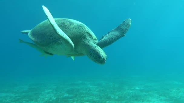 Tortuga Verde Grande Los Arrecifes Del Mar Rojo — Vídeos de Stock