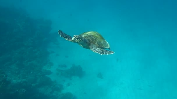 Tartarugas Marinhas Grande Tartaruga Recifal Bissa — Vídeo de Stock