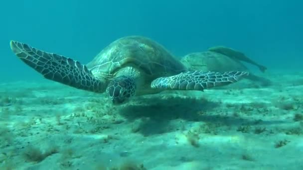 Tortuga Verde Grande Los Arrecifes Del Mar Rojo — Vídeos de Stock