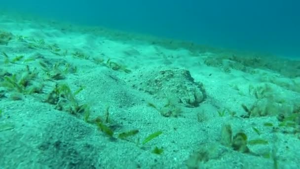Sepia Farao Mollusken Soort Mollusk Koppootweekdieren Schildpadvinders Farao Inktvis — Stockvideo