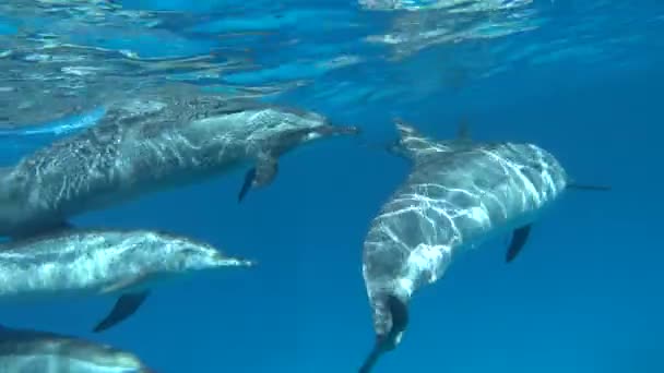 Dolphins Spinner Dolphin Stenella Longirostris Small Dolphin Lives Tropical Coastal — Stock Video