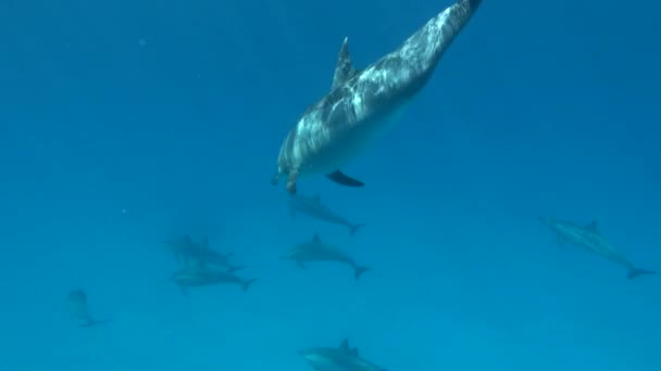 Delfinek Pörgő Delfin Stenella Longirostris Egy Kis Delfin Amely Trópusi — Stock videók