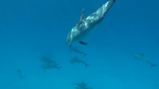 Delfines Delfín Hilandero Stenella Longirostris Pequeño Delfín Que Vive Aguas — Vídeo de stock