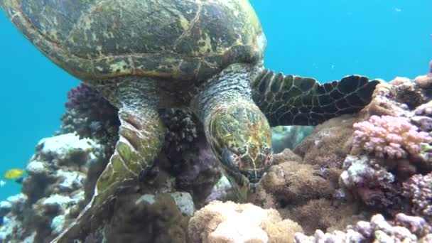 大堡龟 比萨岛 — 图库视频影像