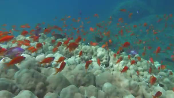 ゴールディ 紅海で最も一般的なアンティア ダイバーはサンゴ礁の斜面にある巨大な群れで彼を見る — ストック動画